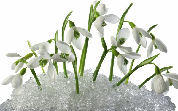 Подснежники на прозрачном фоне