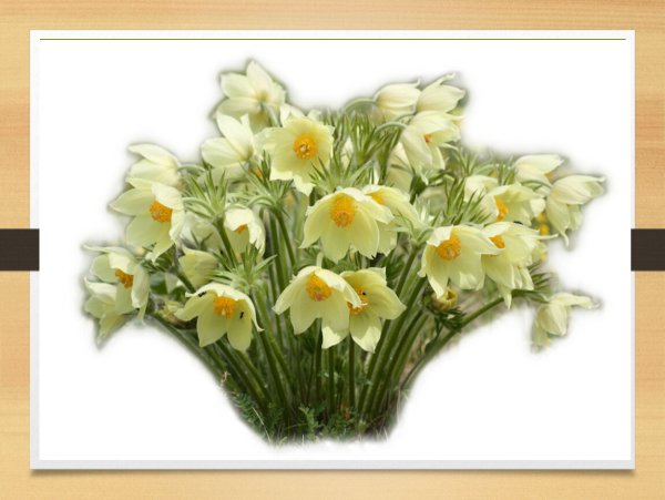 Подснежники на прозрачном фоне