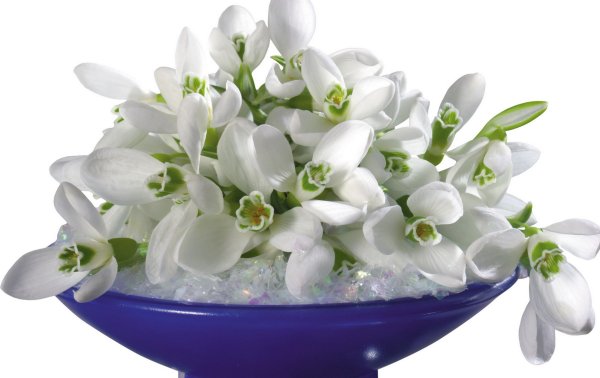 Весенний букет на белом фоне