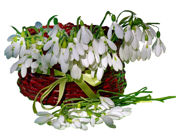 Корзина с подснежниками на прозрачном фоне