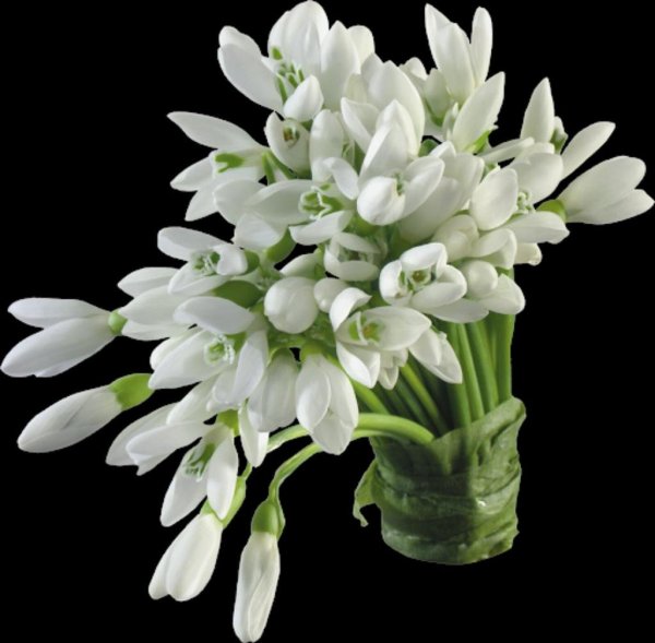 Подснежники на прозрачном фоне