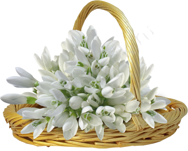 Кор-ина с подснежниками