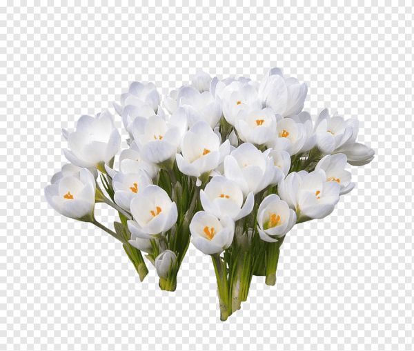 Белые весенние цветы