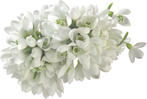 Букет подснежников сверху