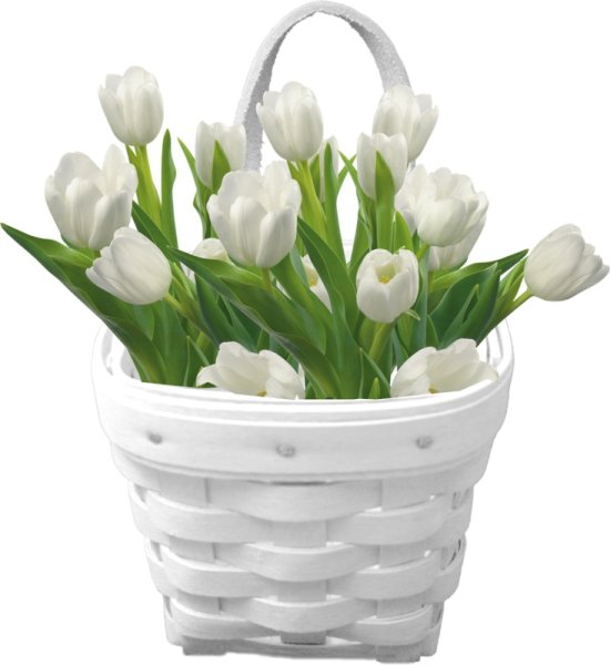 Подснежники и тюльпаны