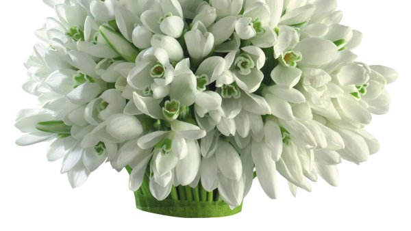 Подснежники на белом фоне