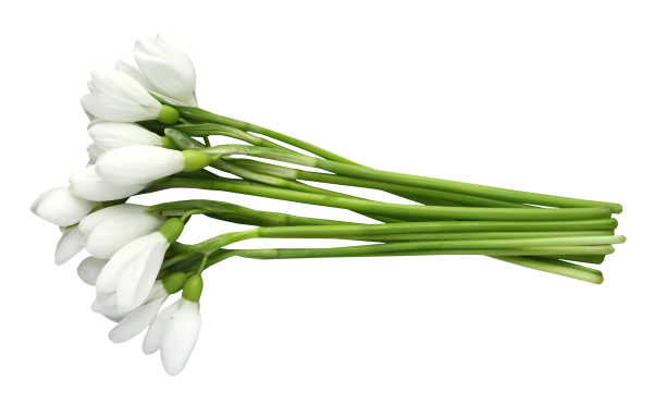 Подснежники на прозрачном фоне