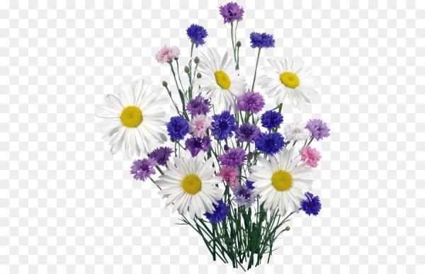 Букетик полевых цветов на прозрачном фоне