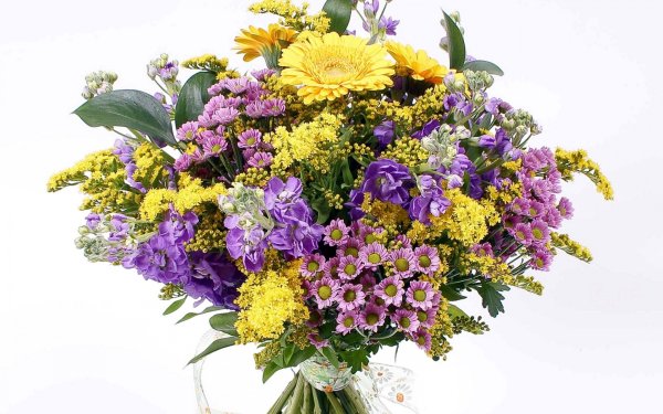 Ромашки лимониум солидаго Гербера