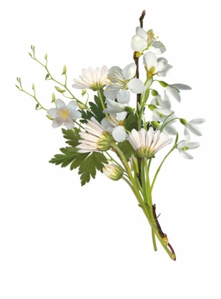 Полевые цветы на белом фоне