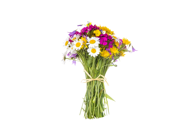 Полевые цветы без фона