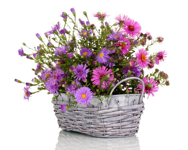 Полевые цветы в горшке