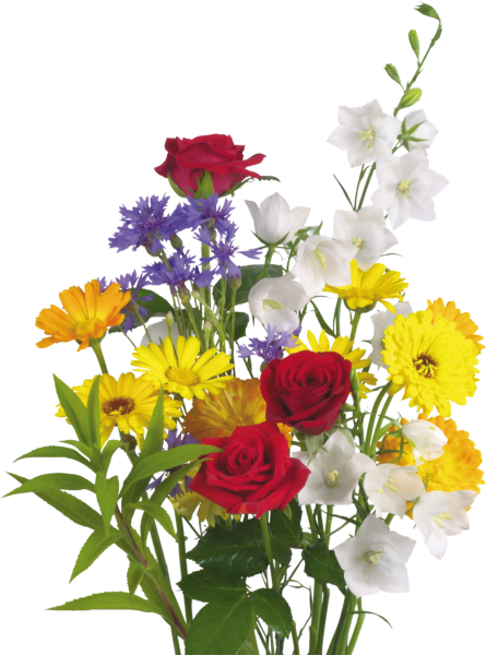 Букет полевых цветов на белом фоне