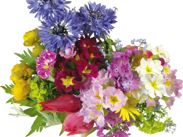 Букетик полевых цветов на прозрачном фоне