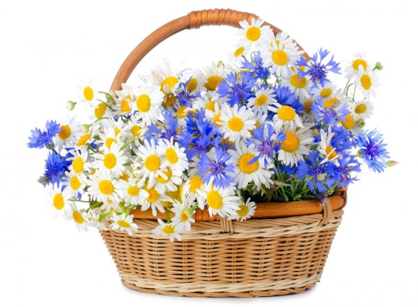 Цветы в корзине