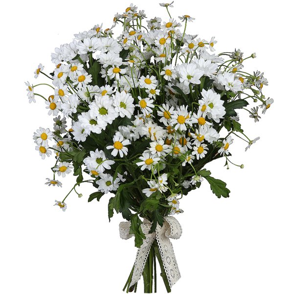 Хризантема Сантини танацетум микс