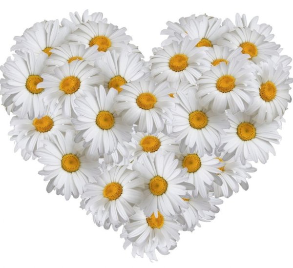 Букет ромашек