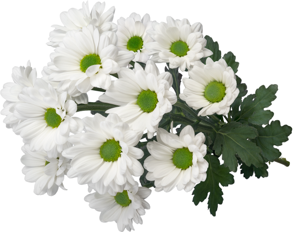 Букет ромашек на прозрачном фоне для фотошопа