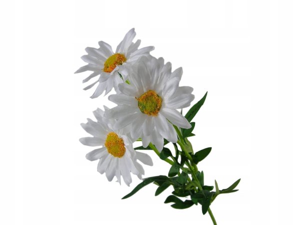 Букет ромашек без фона