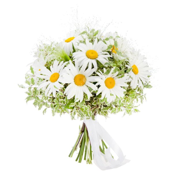 Букет ромашек на белом фоне
