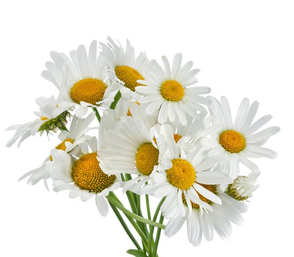 Букет ромашек на прозрачном фоне для фотошопа