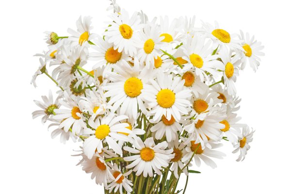 Букет из ромашек на белом фоне