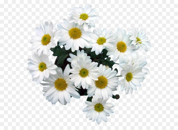 Букет ромашек на белом фоне