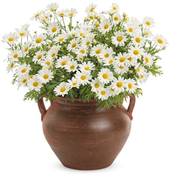 Аргирантемум Butterfly