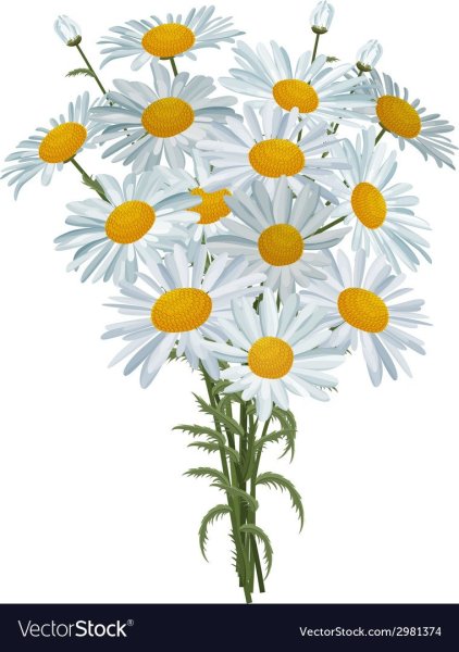 Стикеры букеты цветные ромашки