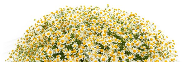 Ромашка россыпью