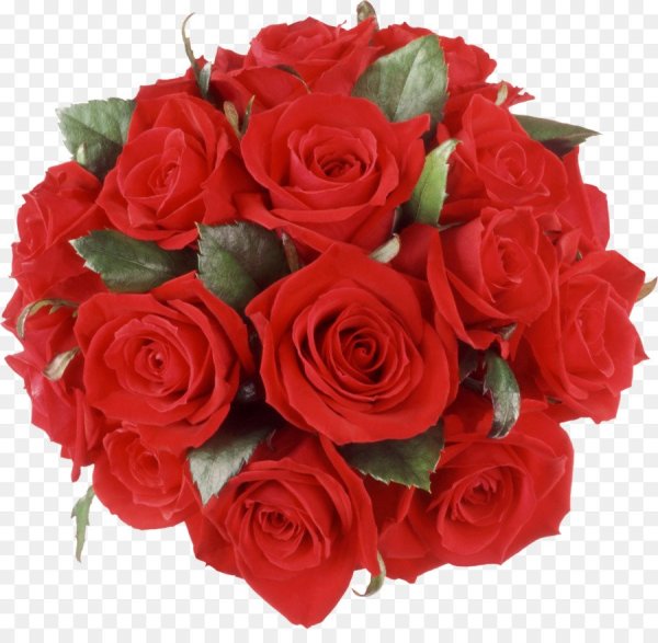 Букет красных роз на прозрачном фоне