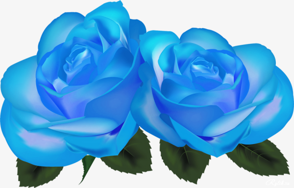 Голубые розы на прозрачном фоне