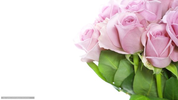 Букет роз на белом фоне