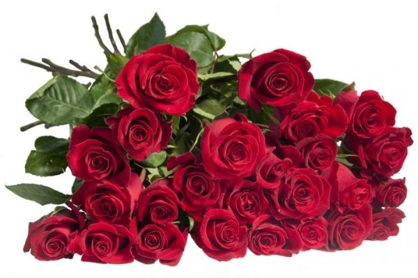 Букет роз на прозрачном фоне