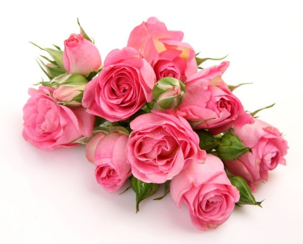 Розовые розы на белом фоне