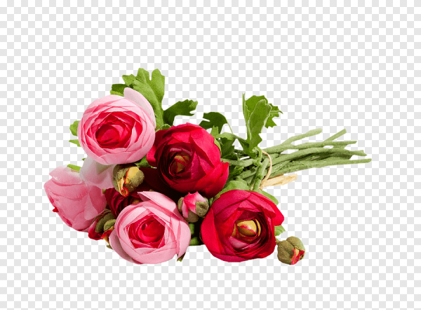 Ранункулюс без фона