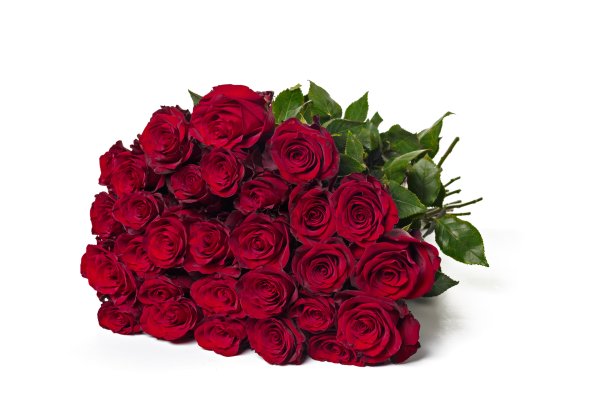 Букет роз на белом фоне