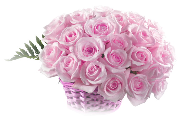 Розовые розы