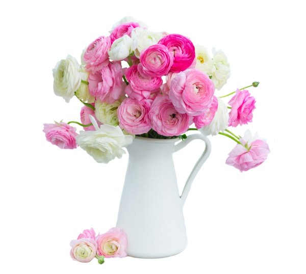 Нежный цветок