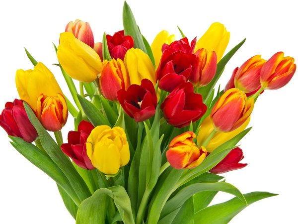 Весенний букет тюльпанов