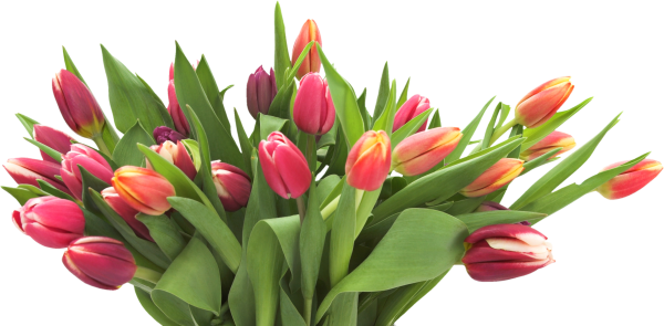 Тюльпаны без фона