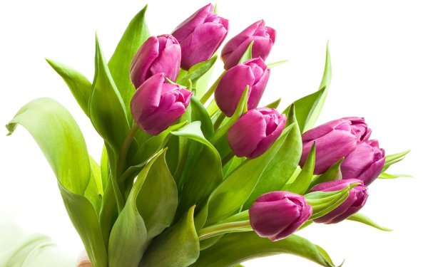 Тюльпаны хромакей