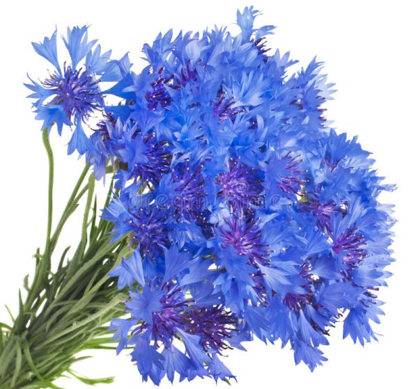 Букет Васильков на белом фоне