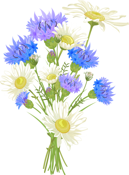 Полевые цветы на белом фоне