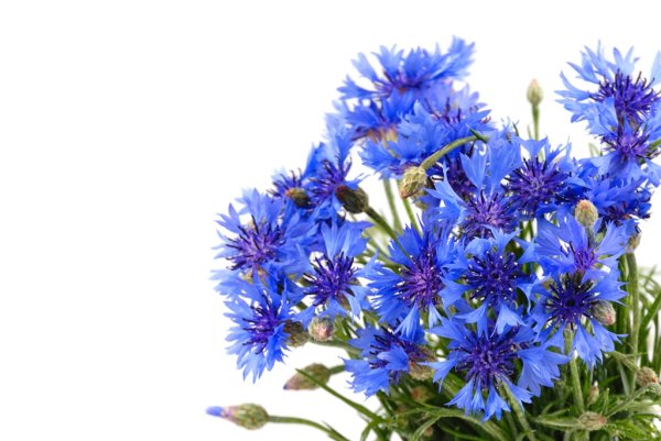 Полевые цветы Василек на белом фоне