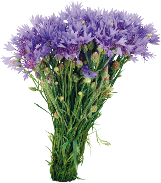 Букетик полевых цветов на прозрачном фоне