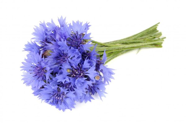 Букет из Васильков на белом фоне