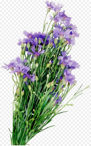 Букетик полевых цветов на прозрачном фоне