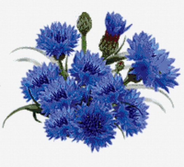 Букет Васильков на белом фоне