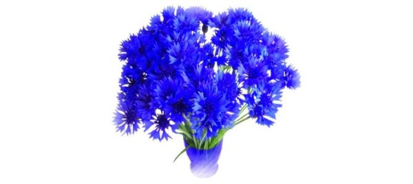 Букетик Васильков на белом фоне